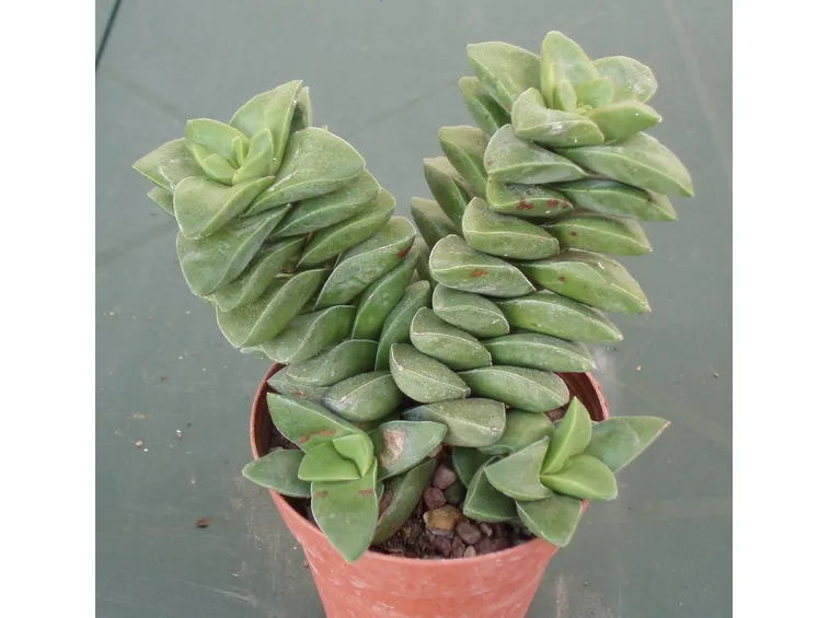 Esemplare di pianta grassa succulenta