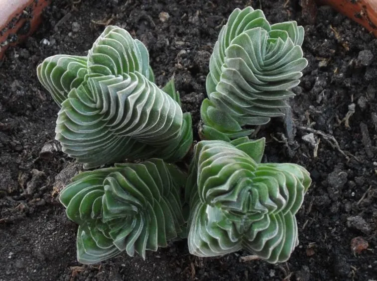 Esemplare di succulenta