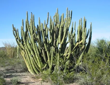 pianta di cactus
