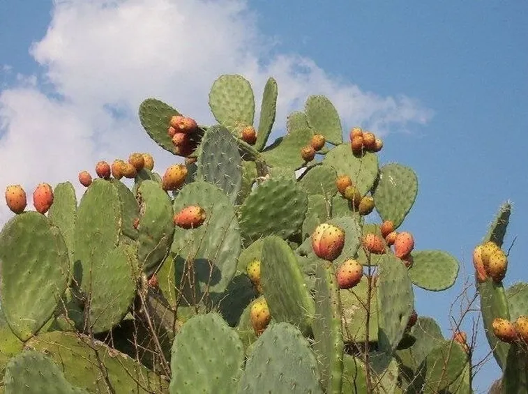 pianta di fico d'India