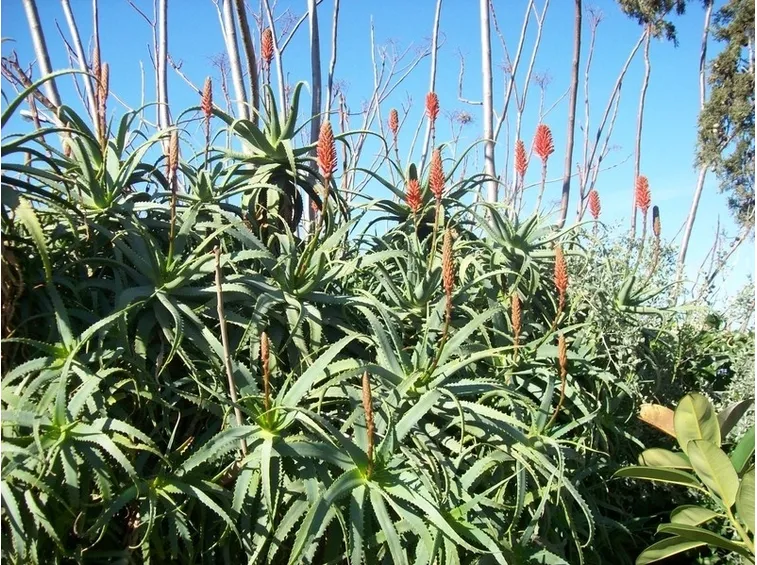 pianta di aloe