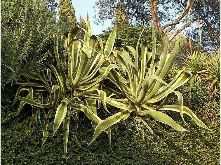 pianta di agave