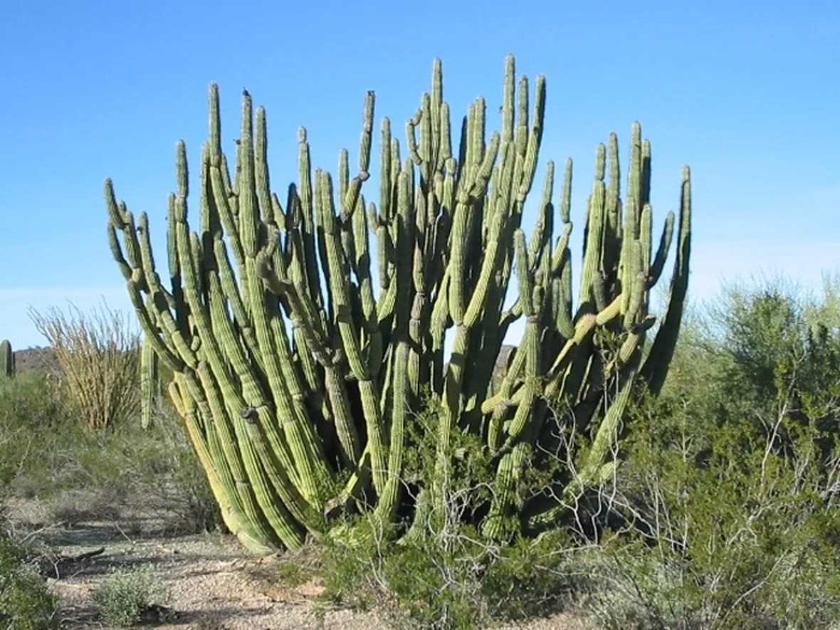 pianta di cactus