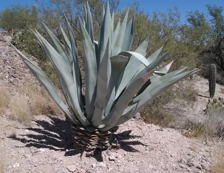 Agave