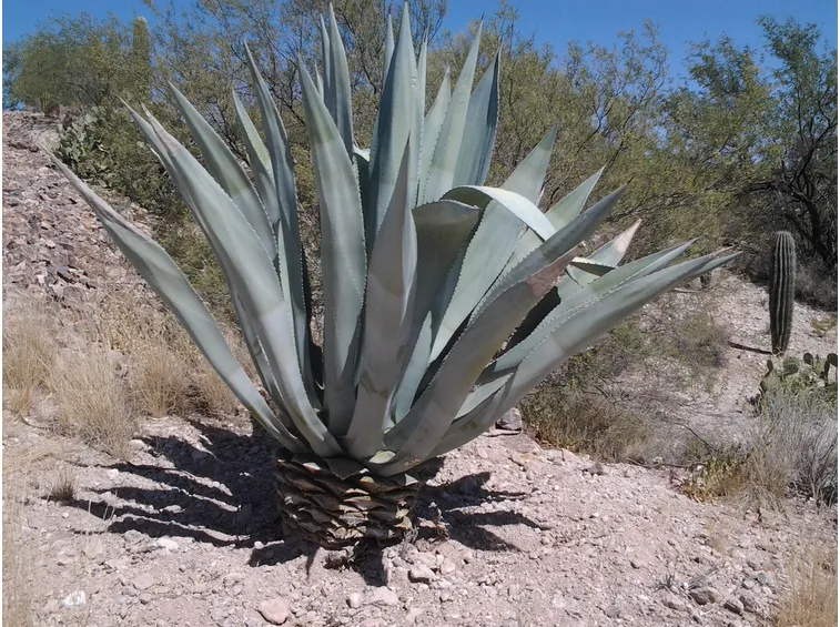 Agave