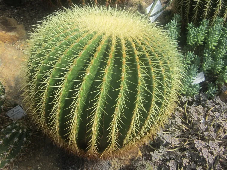 Cactus sferico