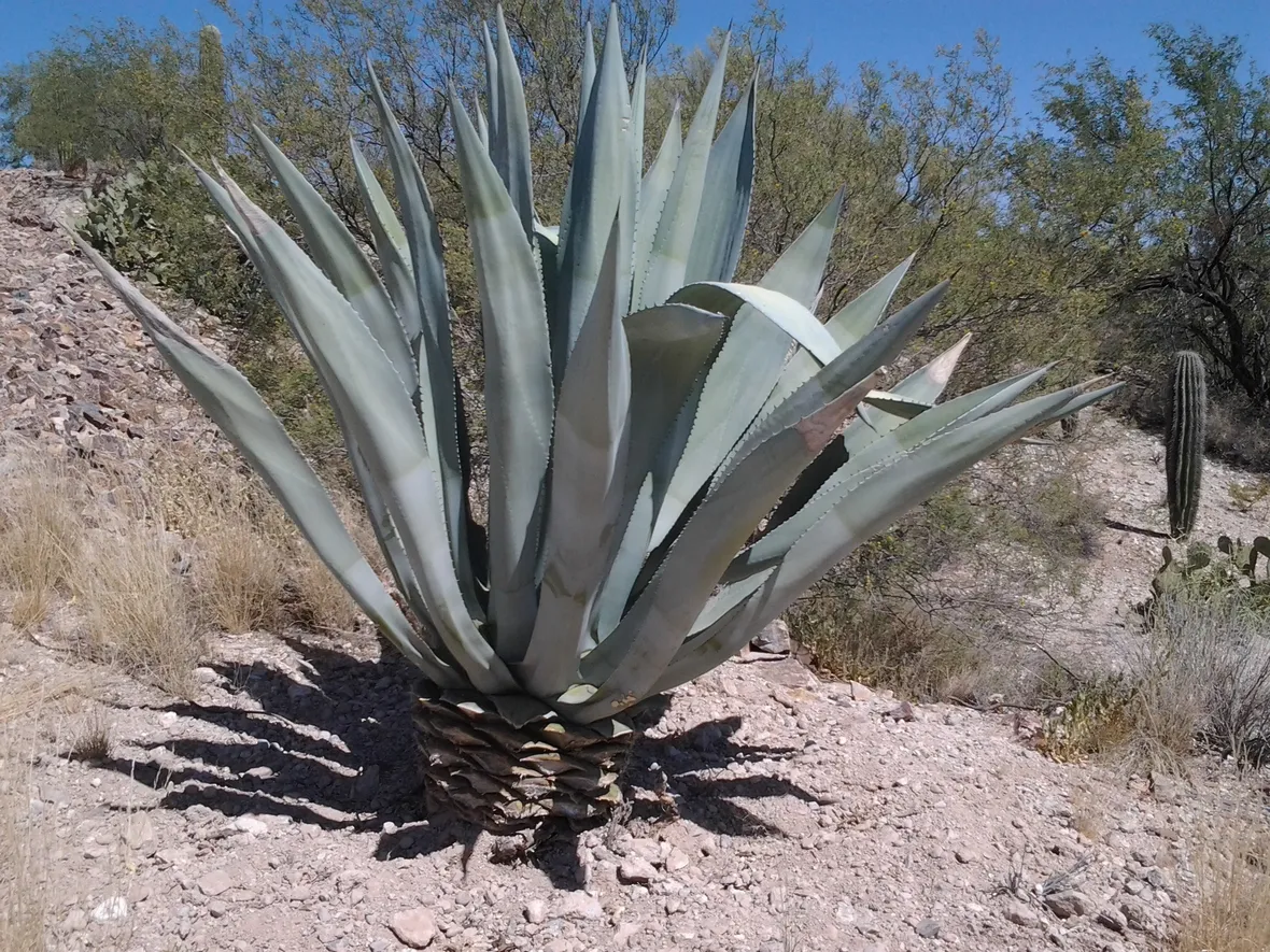 Agave