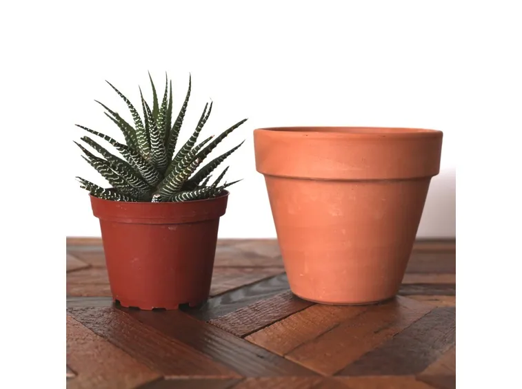 vaso piante grasse