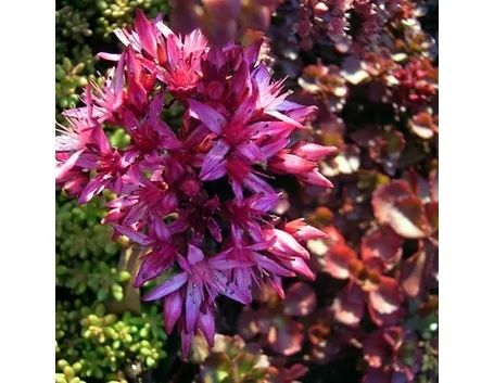 sedum spurium purpurteppich