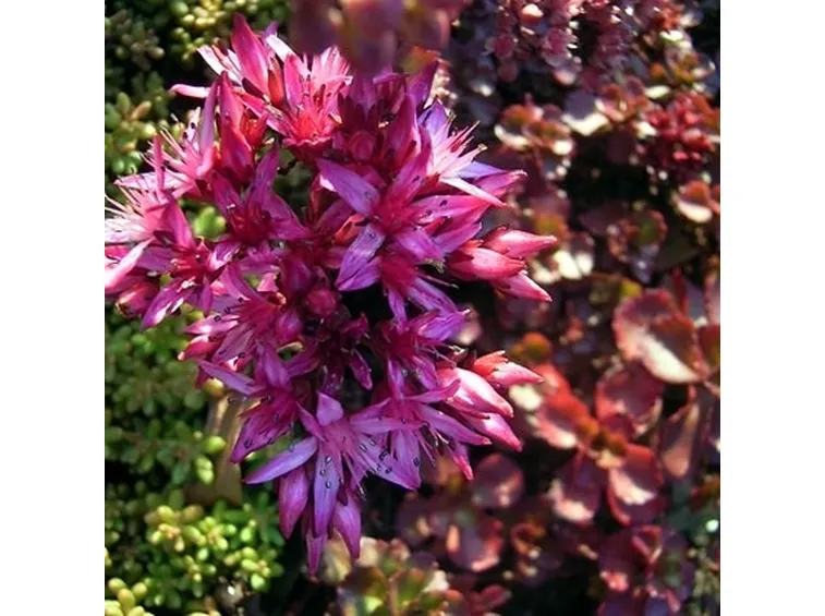 sedum spurium purpurteppich