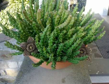 Splendida pianta grassa cresciuta dopo molti anni dalla semina
