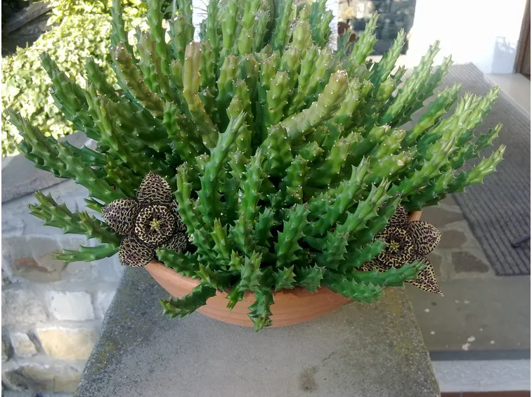 Splendida pianta grassa cresciuta dopo molti anni dalla semina