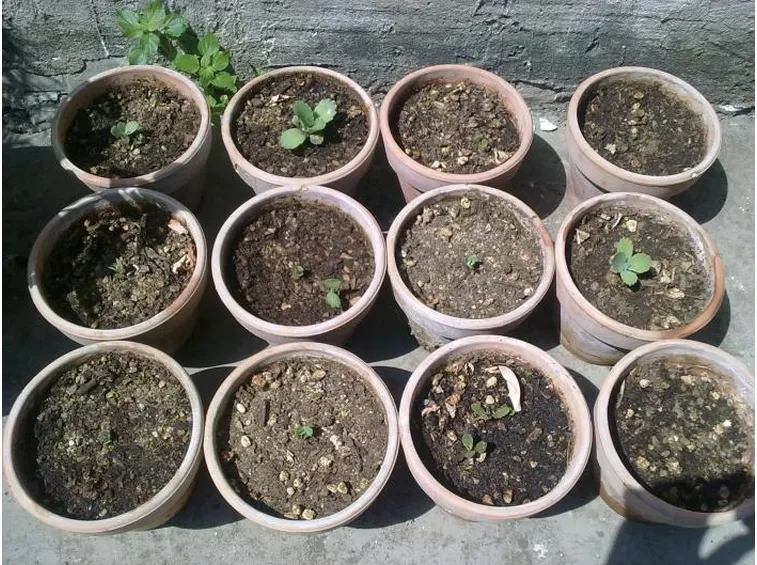 Semi di piante grasse dopo la semina