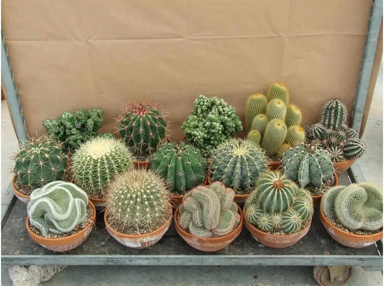 Diverse tipologie di piante grasse