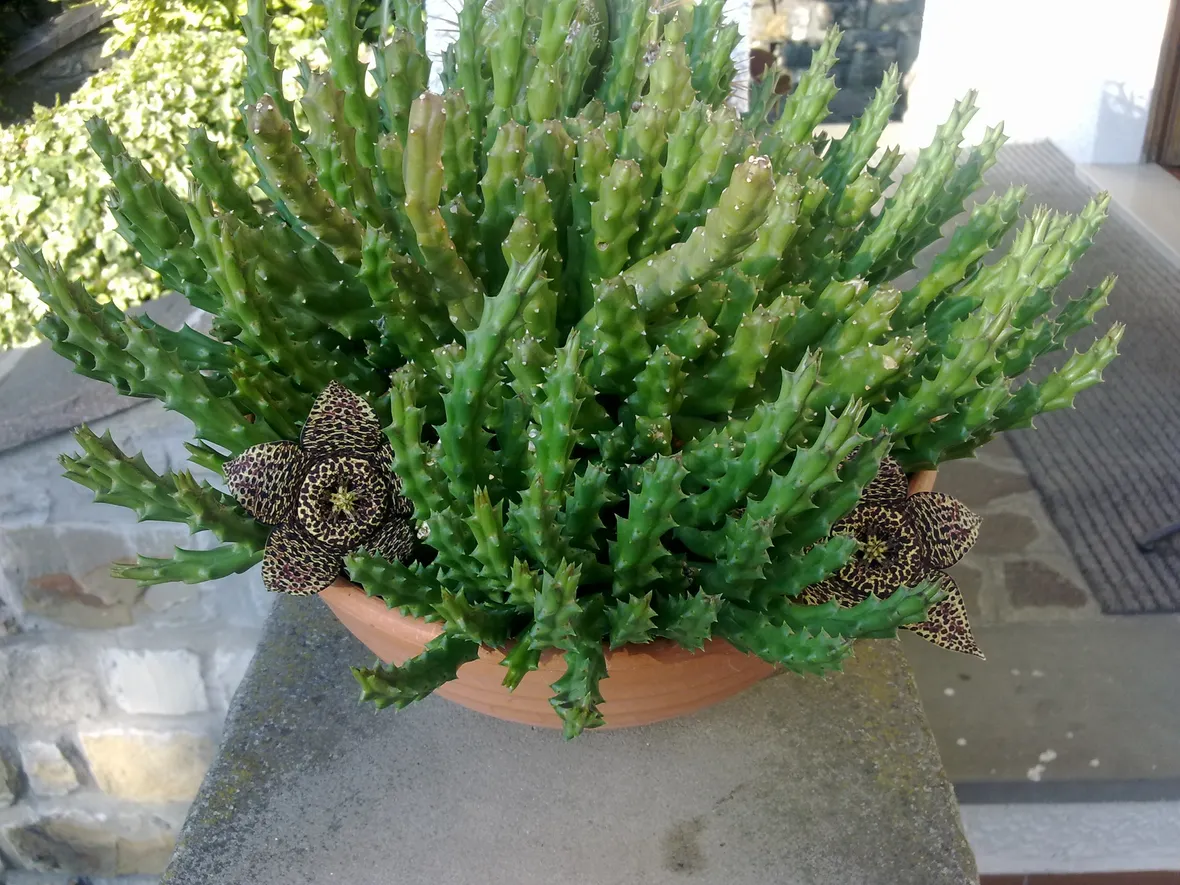 Splendida pianta grassa cresciuta dopo molti anni dalla semina