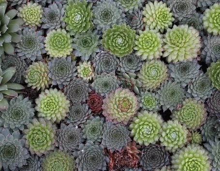 Sempervivum