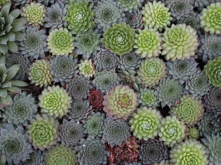Sempervivum