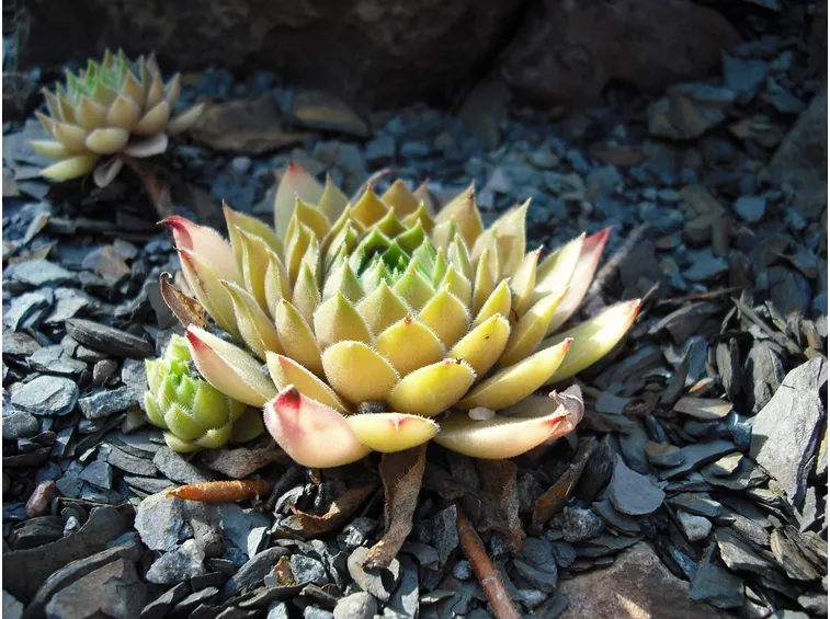 Sempervivum visto da vicino