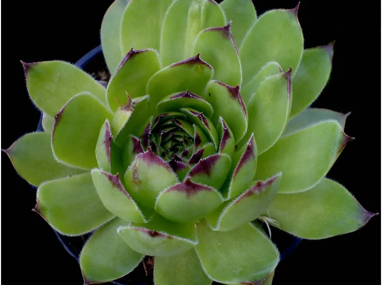Sempervivum tectorum