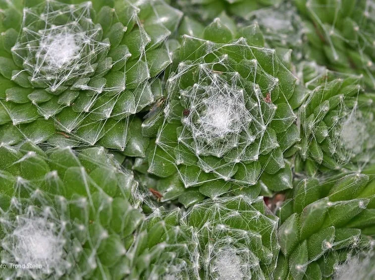 Sempervivum arachnoides