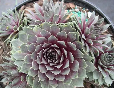 Un esemplare di sempervivum