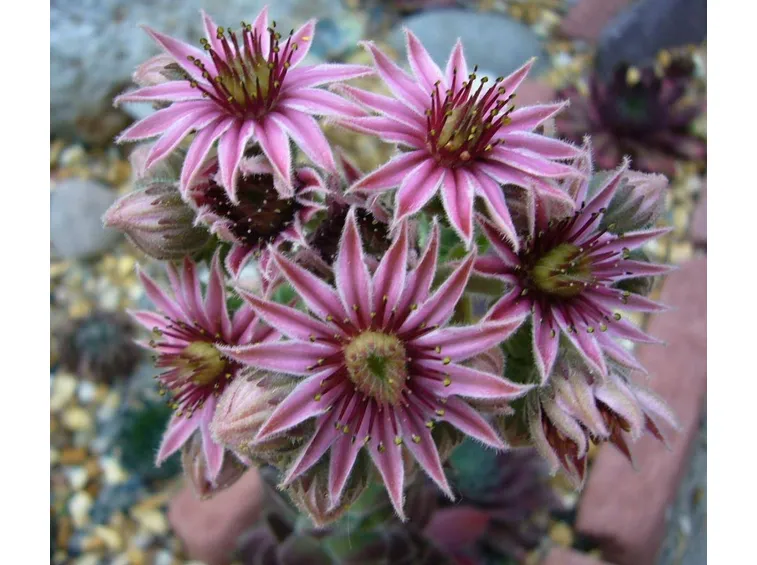 I fiori del sempervivum