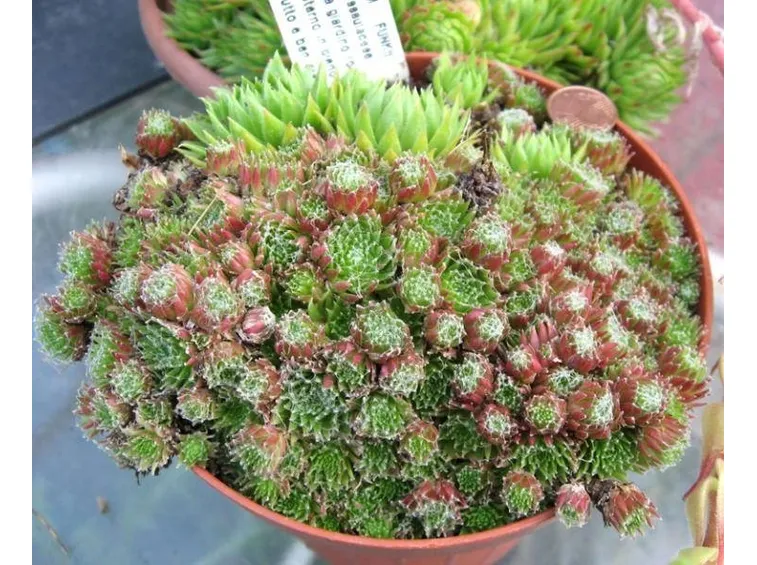 Un esemplare di sempervivum coltivato in vaso