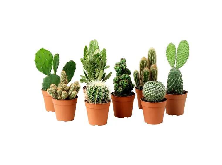 Piccoli vasi per piccole piante grasse