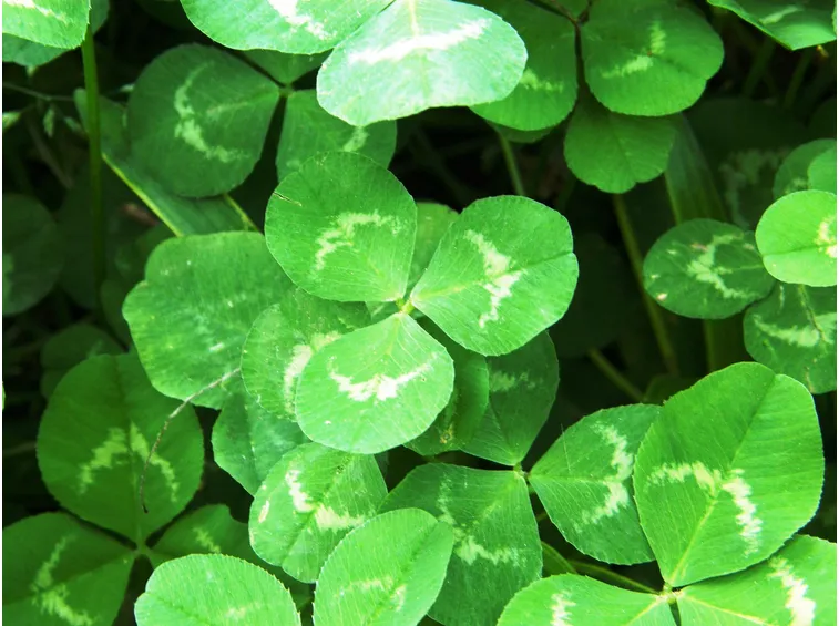 Oxalis acetosella