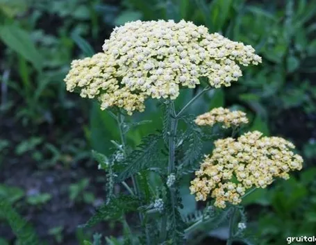 Fiori di achillea millefoglie