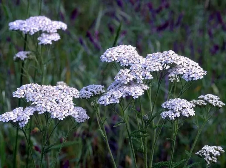 Pianta di achillea millefoglie
