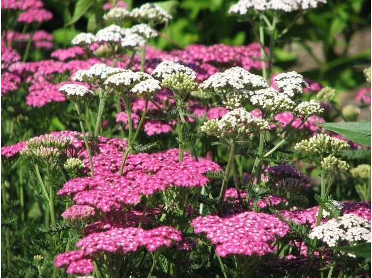 Varietà di achillea millefoglie