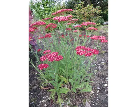 pianta di achillea millefolium