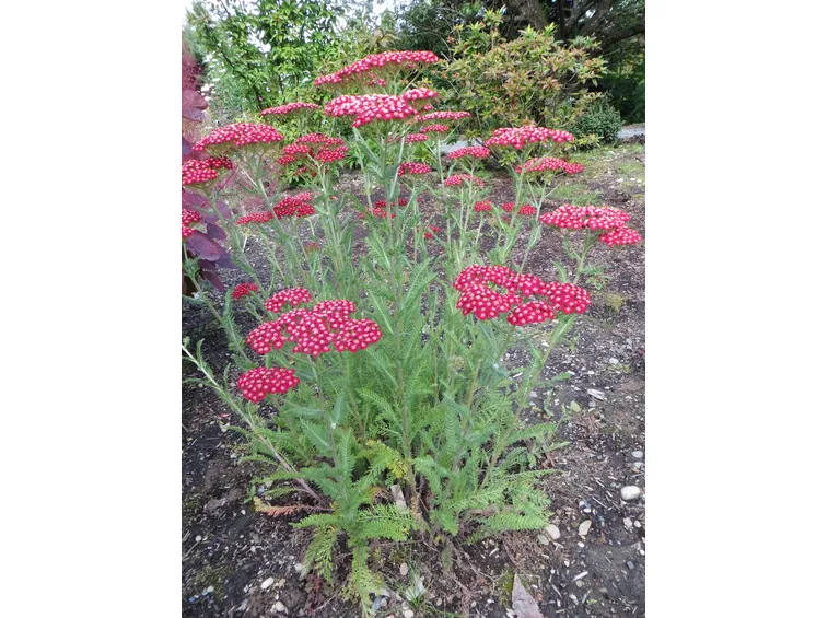 pianta di achillea millefolium