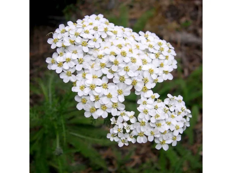 fiori di achillea millefolium