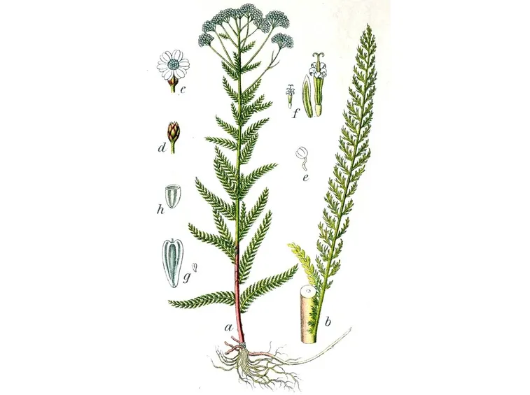 achillea millefolium
