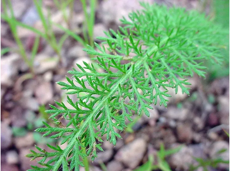 foglia di achillea millefolium