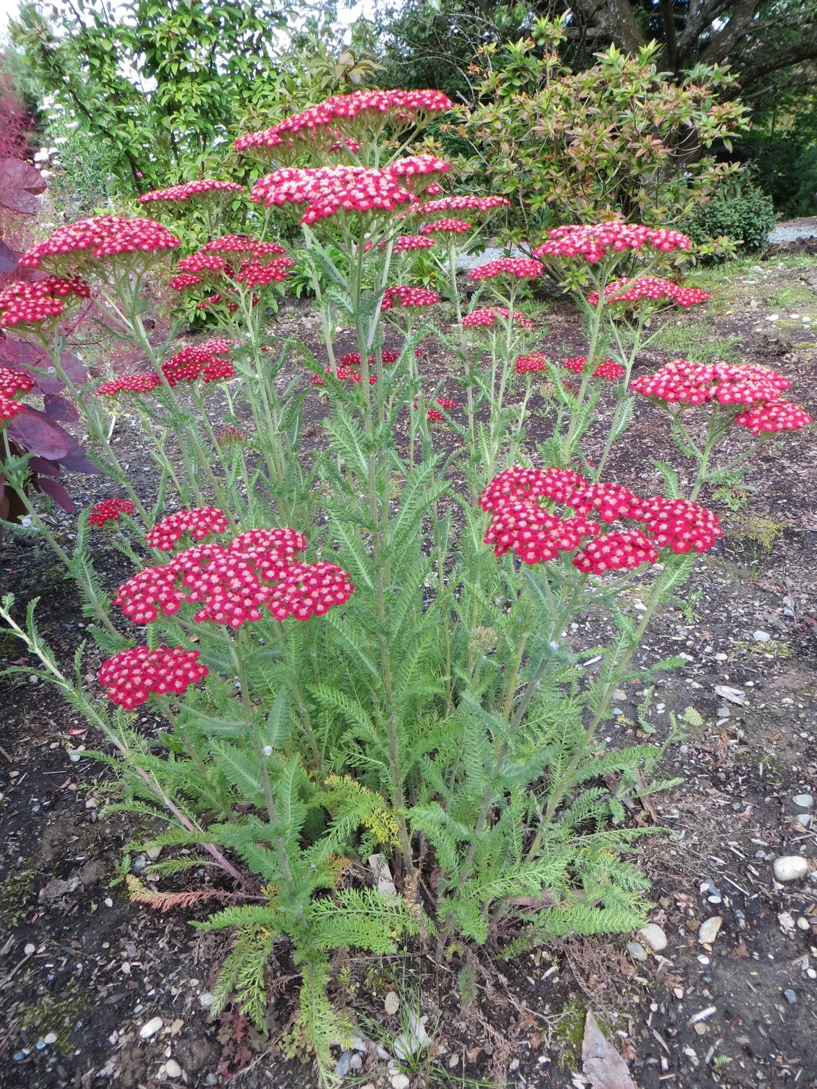 pianta di achillea millefolium