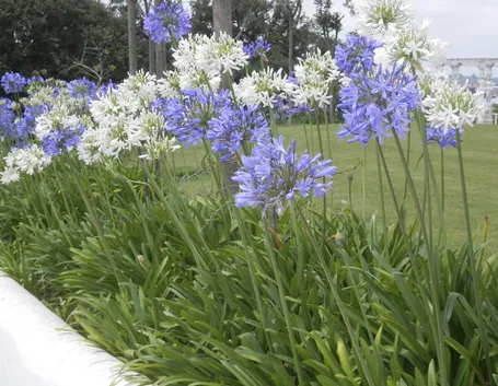 Agapanthus cura