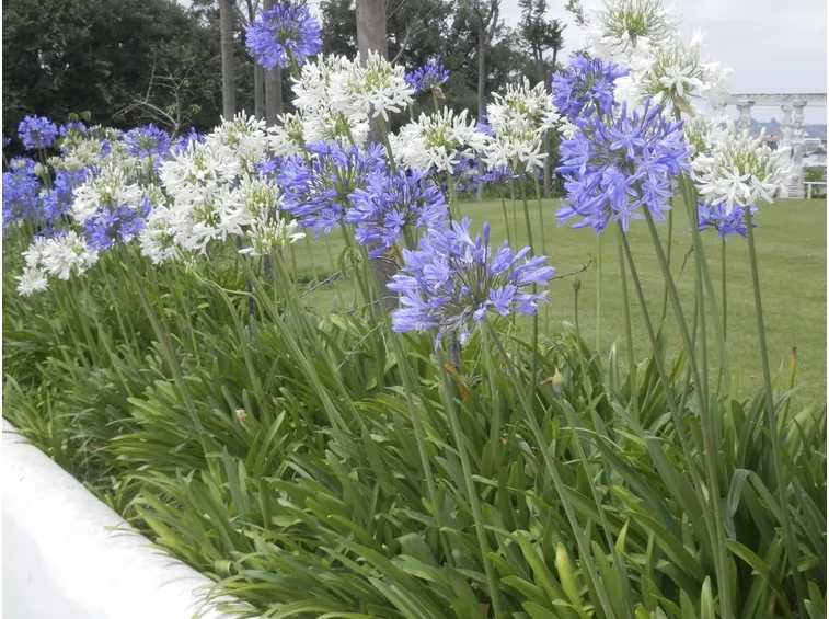 Agapanthus cura