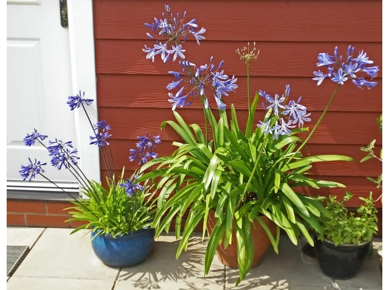 Agapanthus in vaso