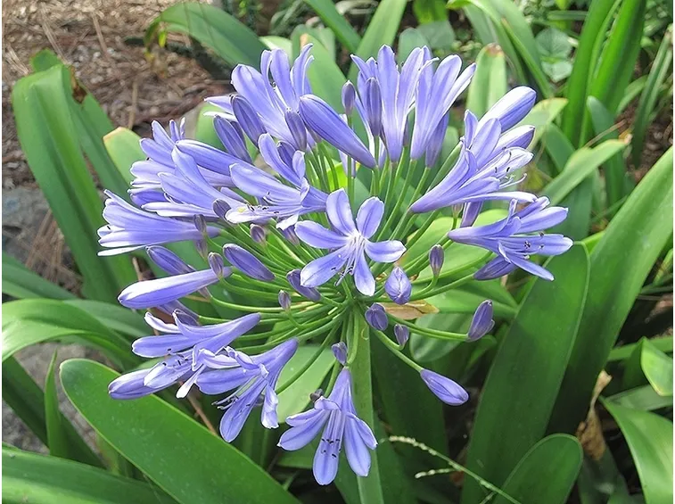 Agapanthus concimazione