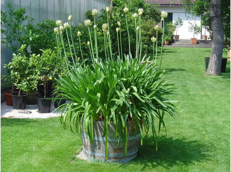 Agapanthus esposizione