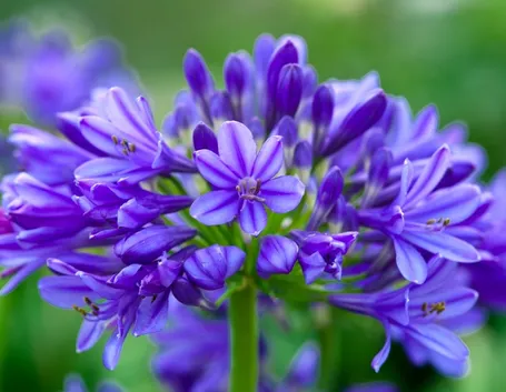 Fiore agapanto