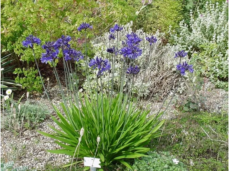 Agapanthus fiore