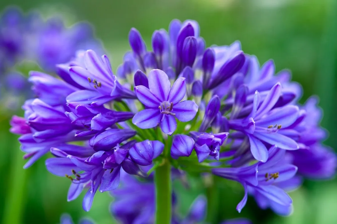 Fiore agapanto