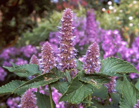 Fiori agastache