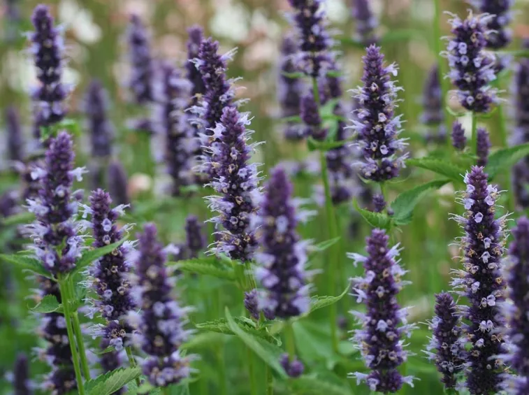 Infiorescenze piante agastache