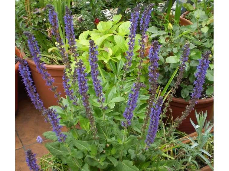 Pianta erbacea fiore