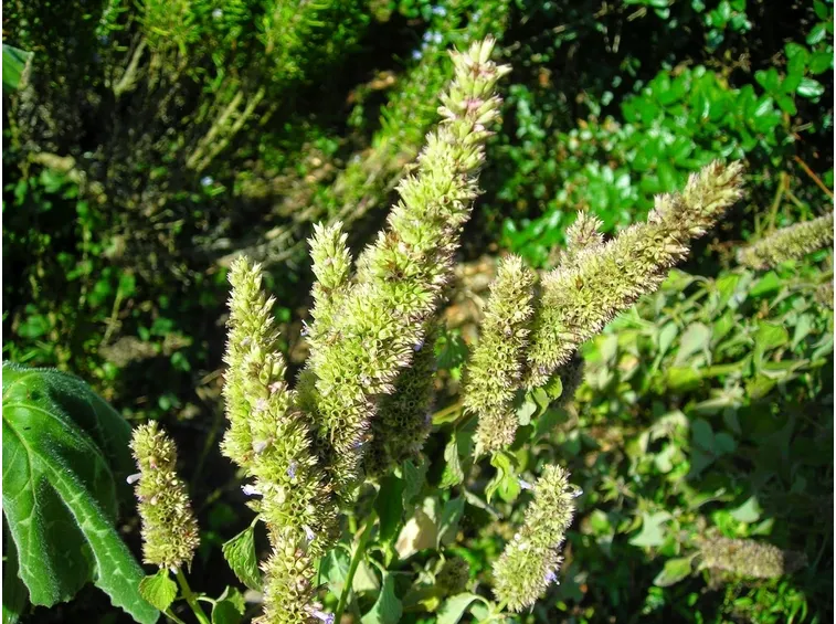 Agatasche arbacea